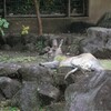 カンガルー＠金沢動物園＆今日の独り言