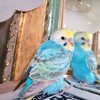 【セキセイインコ】世界で一番可愛い動物【異論は認めない。】