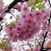 雨の河津桜ははじめて。