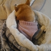 こぼれ落ちそう、だよ
