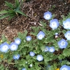 清らかな青い花