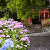 鳥居前の紫陽花