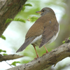 西部運動公園の野鳥その１（２０１９　０４１４）