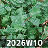 2026W10