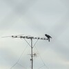 早朝から高らかに鳴くカラス