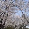 武庫川｜2025年4月16日（水）更新！2025年も「ふるさと桜づつみ回廊」の開花情報をお届けします🌸