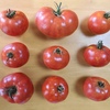 完熟トマト