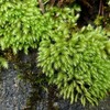 苔の探索 ： カマサワゴケのような