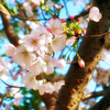 桜（散歩写真）