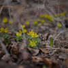 Winter Aconite