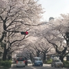 西門通り（相模原市中央区）の桜並木
