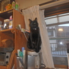 私の家のかわいい黒猫の４ルーナ娘