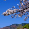 路地裏桜2015~「隋心院」