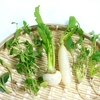 2025年 新暦 旧暦【七草粥】意味や由来は？いつ食べるのが正しい？胃袋を休めるための昔の風習