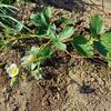 イチゴは一株だけ花が咲いてます。