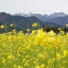 菜の花畑と常念岳