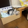 猫、隙あらば襲いかかる