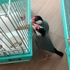 今日の複数放鳥②