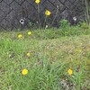 神の御子　なぜ、なに（6）新しく生まれる
