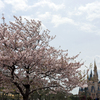 城と桜