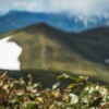 山に行ってきた話 どこまでも続くなだらかな稜線と高山植物と【平標山-仙ノ倉山縦走】