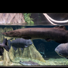 ピラルクー Arapaima sp.