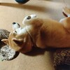 テーブルの下