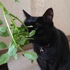 今日の黒猫モモ＆白黒猫ナナの動画ー８５０