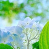 梅雨の晴れ間
