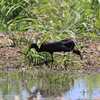 Glossy Ibis　ブロンズトキ