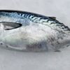 お魚クイズ　No126．スマガツオ