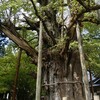 上日寺の銀杏