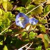 もう春の足音が。草花も活動を始めています。