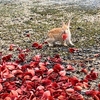 「アメリカデイゴ」満開のうさぎ島（大久野島）、たくさんのご馳走に ビックリの「微笑む!?」うさぎさん達