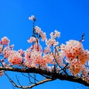 初心者カメラマン  スンヤの写真ブログ