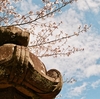 宗吾霊堂・rolleiflex SL35 back Xenon fuji200