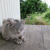 かぼちゃ日記・成長中