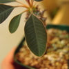 Euphorbia pachypodioides 成長記(2018.8.30)