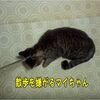 カラスが恐くて散歩に行けない保護猫