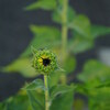 早朝散歩（2024.08.15）