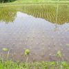 GWは田植えシーズン。農家に隙なし