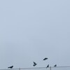 カラス大きなゴミを拾う。
