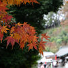 紅葉#9　2022　大平山神社