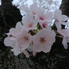 宝酒造の桜並木