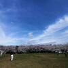 ちょっとそこまで　八ツ面山公園(西尾市)の桜　2024 04 04