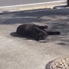 野良猫さんの手術室