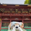 #根津神社#つつじ