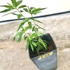 右脳で過ごした