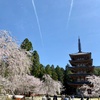 【醍醐寺】桜満開の醍醐寺を見所歩き！「五重の塔」で桜吹雪＆三宝院特別拝観を満喫