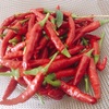 畑からこんにちは！😃　210828    "唐辛子🌶の収穫！😃🌶"